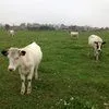 мясо говядина, коровы в Кирове 8