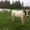 мясо говядина, коровы в Кирове 11