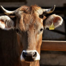 Поголовье крупного рогатого скота в Брянской области выросло на 10% в 2021 году