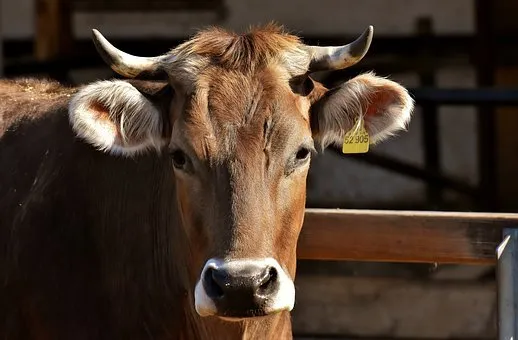 Еще несколько районов Брянской области попали под карантин из-за лейкоза крупного рогатого скота