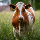 В Брянской области крупный рогатый скот возвращен на территорию Республики Беларусь