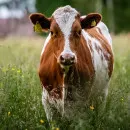 В Брянской области крупный рогатый скот возвращен на территорию Республики Беларусь