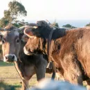 В Брянской области пресечен ввоз из Республики Беларусь более 500 кг готовой молочной и мясной продукции без документов