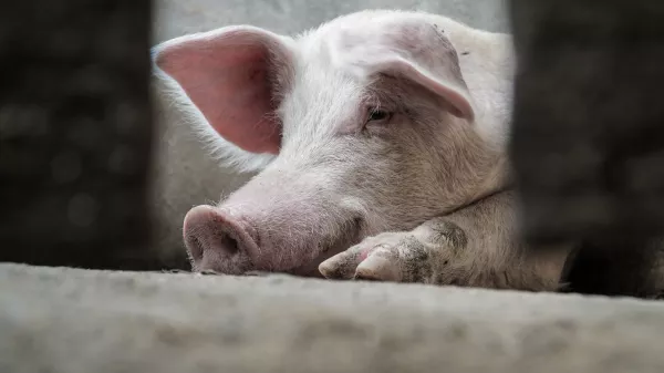 В Брянской области поголовье свиней в сельхозпредприятиях увеличили на 157% за год