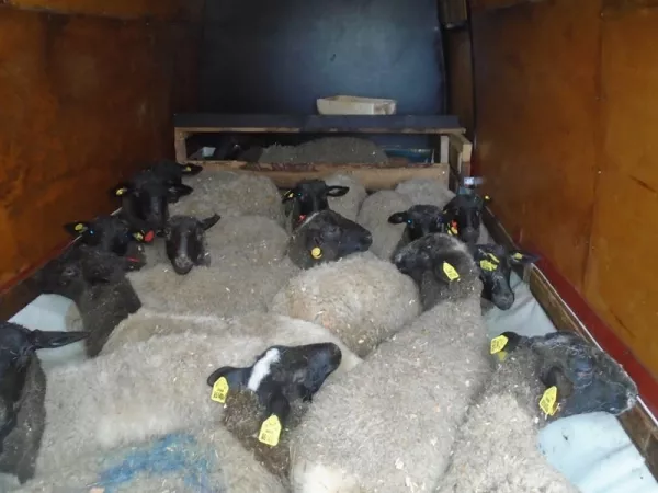 В Брянской области с начала года пресечены перевозки более 2000 голов сельскохозяйственных животных и птицы без ветеринарных документов