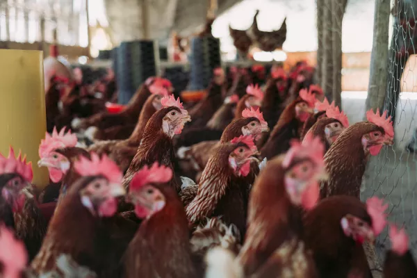 В Брянской области пресечены перевозки более 7 000 голов сельскохозяйственной птицы и животных без ветеринарных документов