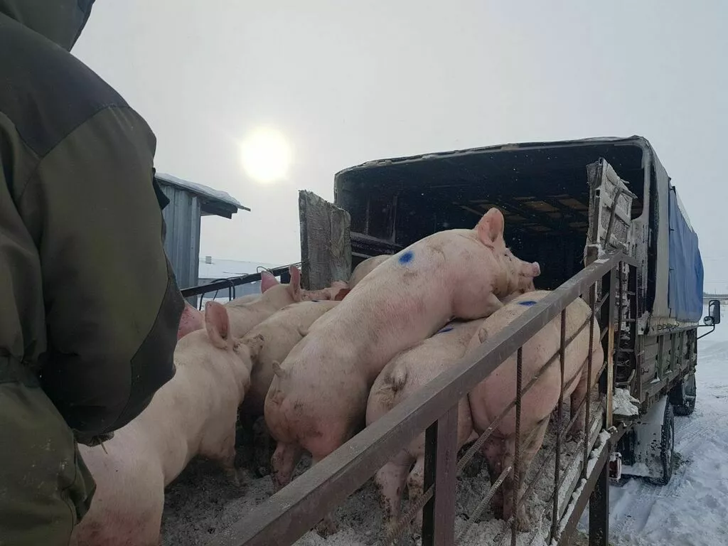Фотография продукта Свиньи, свиноматки,  поросята (оптом)